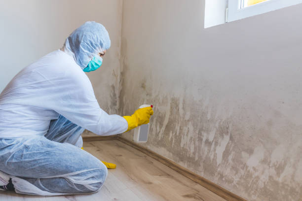 Mold Removal Process in Salem, IL