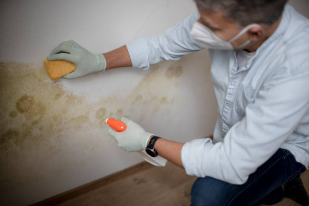 Professional Mold Removal in Salem, IL